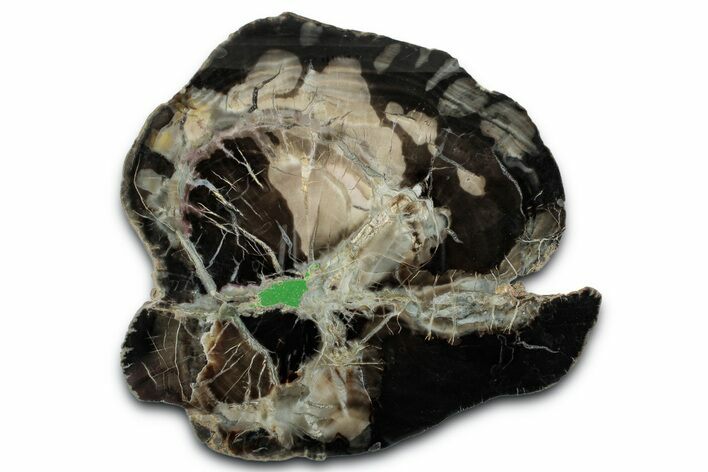 Polished Petrified Wood (Woodworthia) Slab - Utah #346838